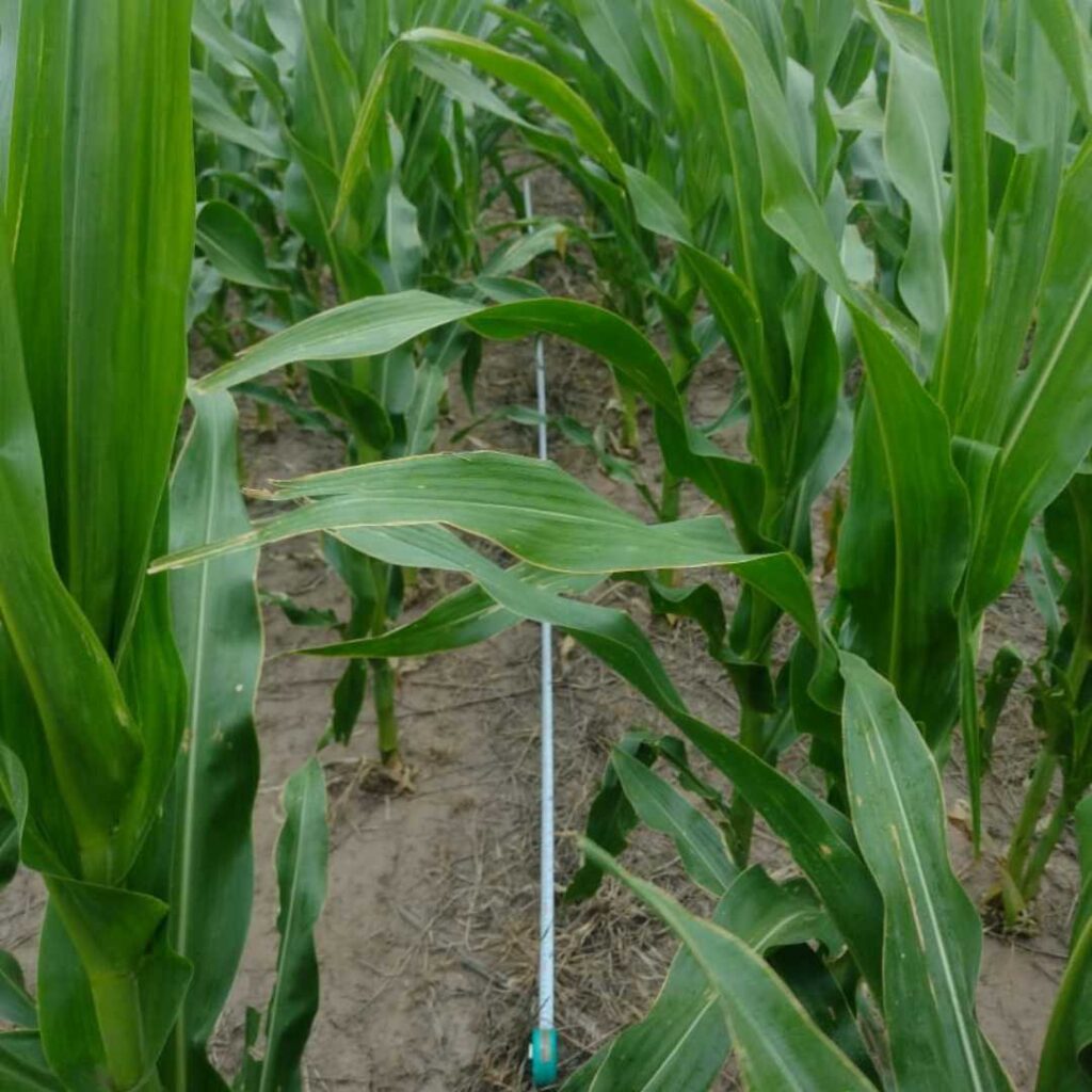 Descubre cómo Cristian Pochettino de San Basilio, Córdoba, optimiza sus cultivos con EASYAGRO. Una historia de innovación agrícola.