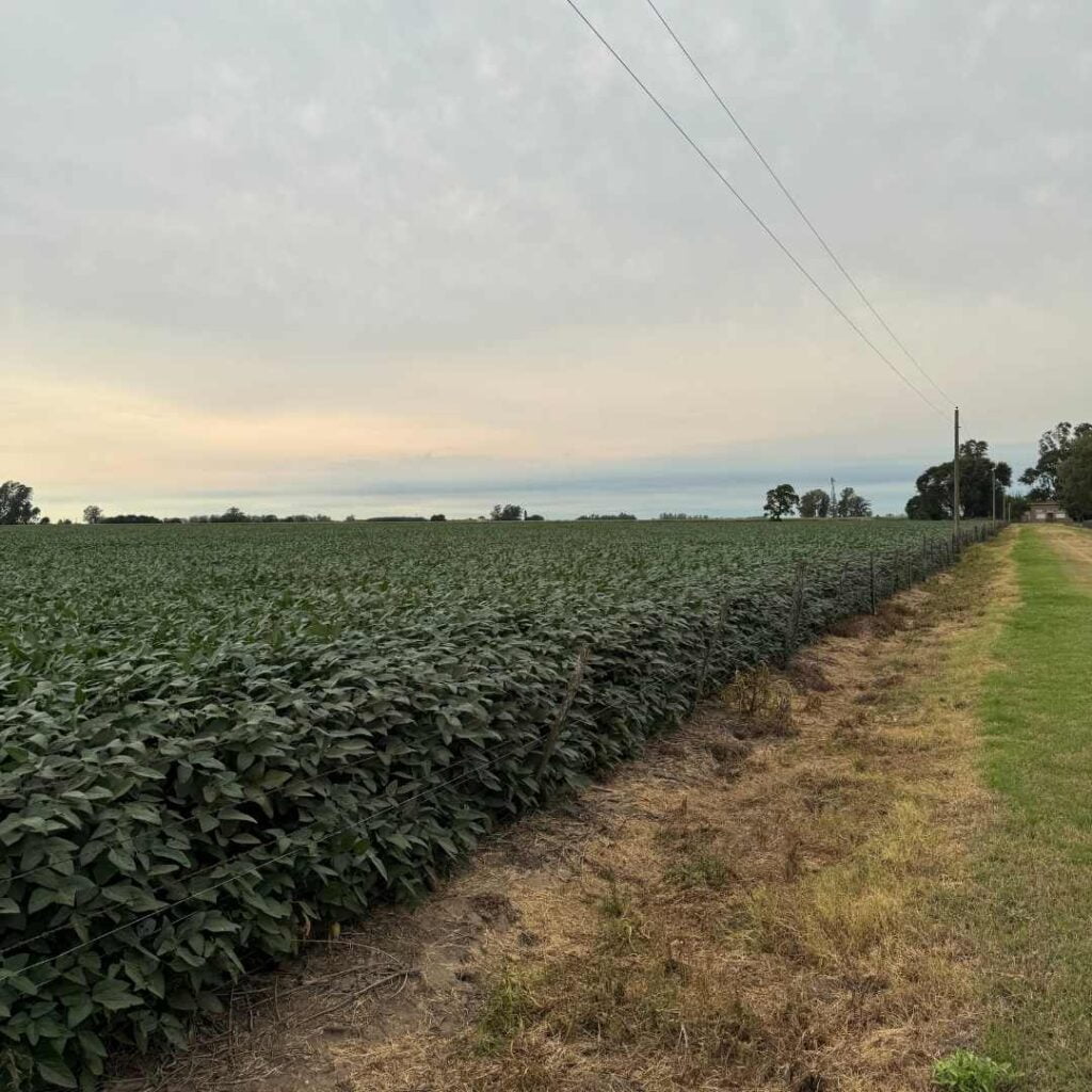 La clave para alcanzar este objetivo fue  EasyAgro.