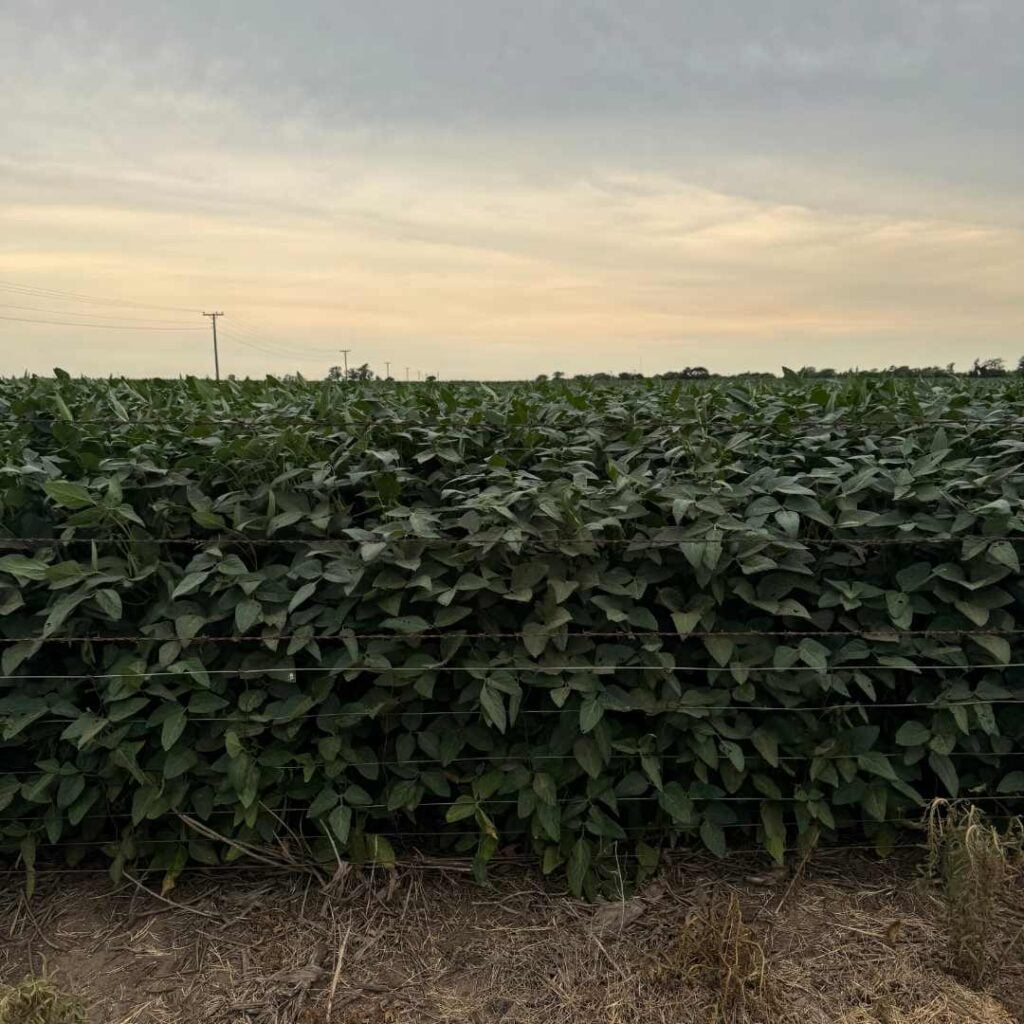 La clave para alcanzar este objetivo fue  EasyAgro.