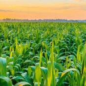 Agro Sustentable Tecnología y Conciencia Ambiental