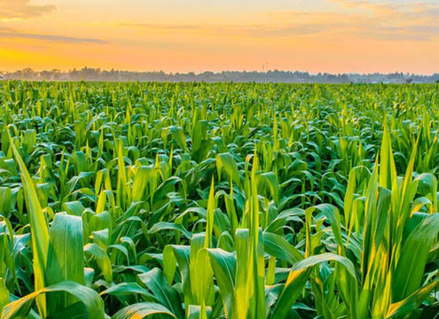 Agro Sustentable: Transformando la Agricultura con Tecnología y Conciencia Ambiental