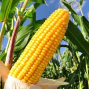 Experiencia EasyAgro de Rafael Adamo: Recuperación y Optimización de Cultivos