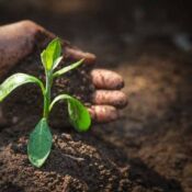 Innovación en Agricultura Sostenible y Reducción de la Huella de Carbono