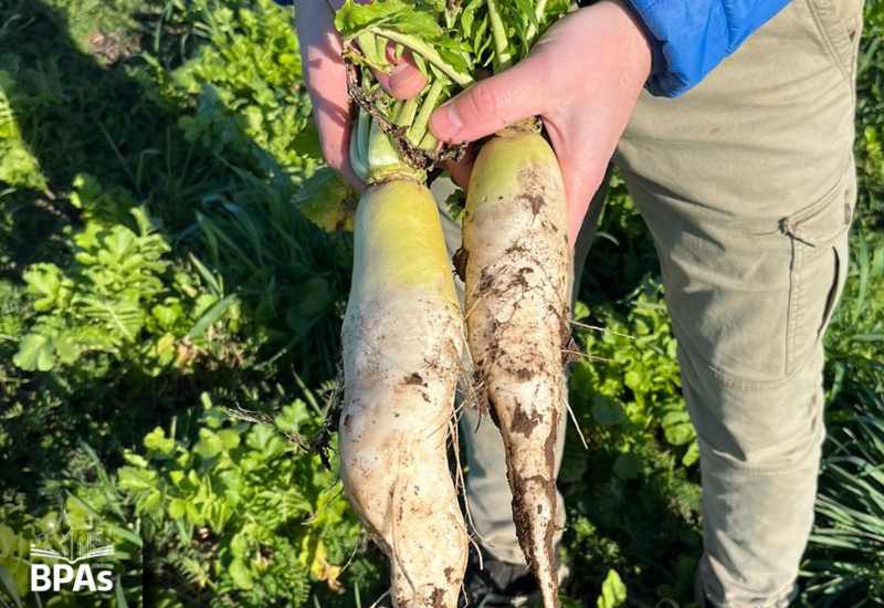 La Erosión del Suelo: Un Desafío para la Agricultura