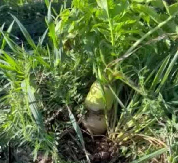 La Biodiversidad Microbiana y su Impacto en la Salud del Suelo