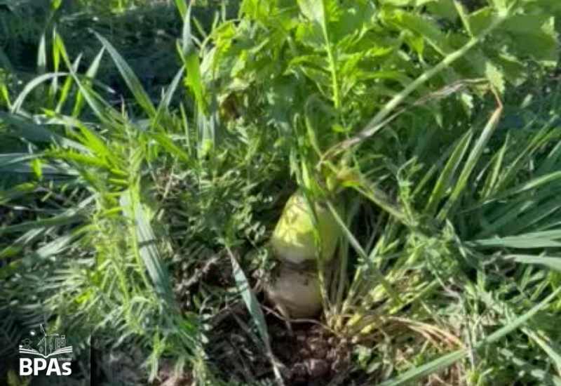 La Biodiversidad Microbiana y su Impacto en la Salud del Suelo
