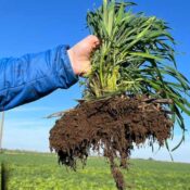 Compactación del Suelo: Un Desafío Silencioso en la Agricultura
