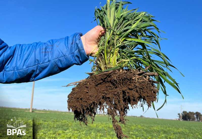 La Compactación del Suelo: Un Problema Silencioso en el Agro