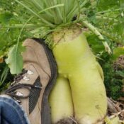 Los Cultivos de Servicio: Un Cambio Necesario en la Agricultura