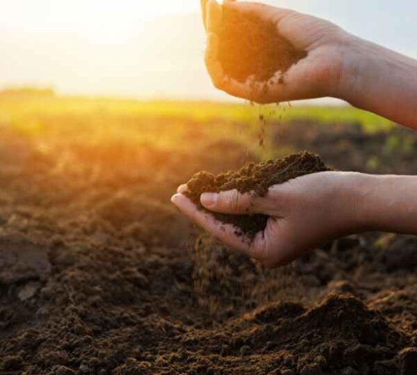 Capacidad de Intercambio Catiónico (CIC): Clave para Optimizar la Fertilidad del Suelo