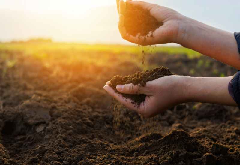 Capacidad de Intercambio Catiónico (CIC): Clave para Optimizar la Fertilidad del Suelo