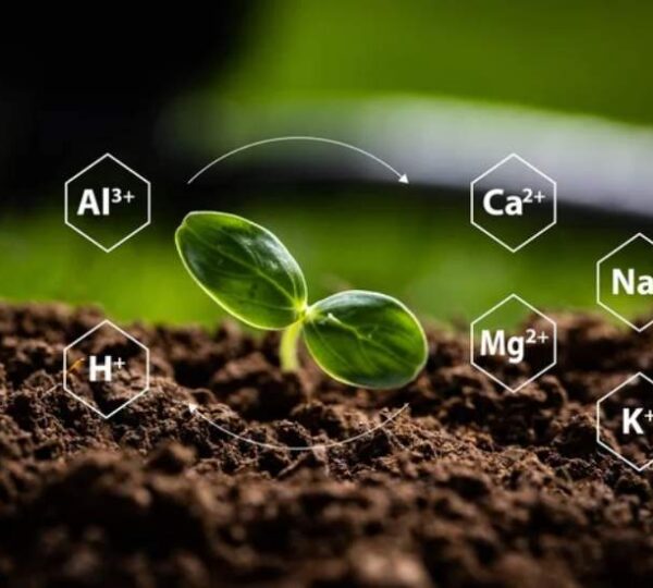 Capacidad de Intercambio Catiónico: la “batería invisible” del suelo