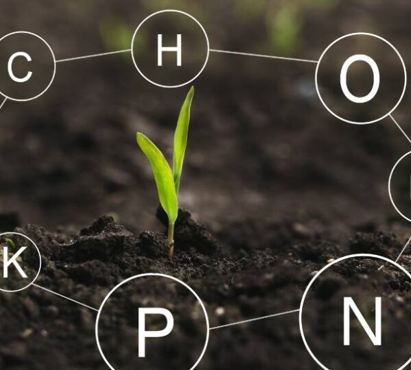 Disponibilidad de nutrientes en el suelo: cómo interpretarla para potenciar el rendimiento
