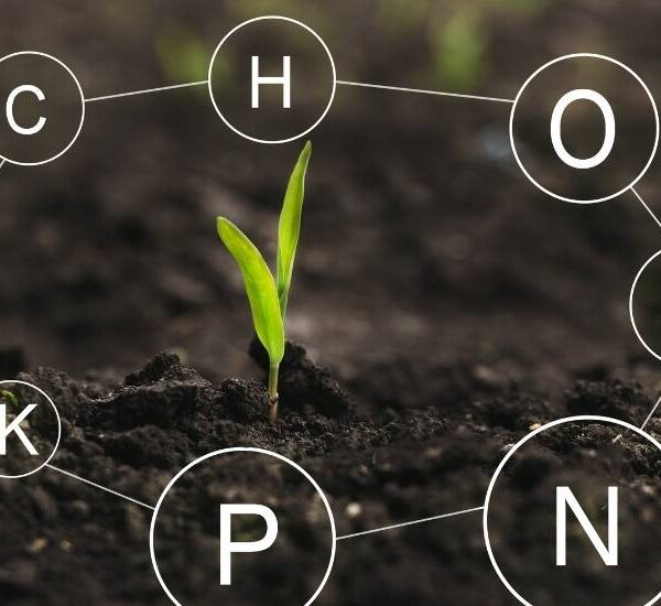 Disponibilidad de nutrientes en el suelo: cómo interpretarla para potenciar el rendimiento