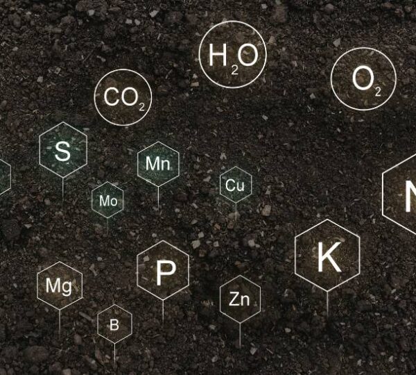 Disponibilidad de nutrientes en el suelo: la clave para un manejo más eficiente y productivo