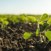 Productividad agrícola: la importancia del nitrógeno