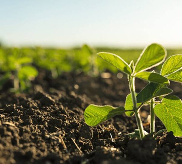 Productividad agrícola: la importancia del nitrógeno