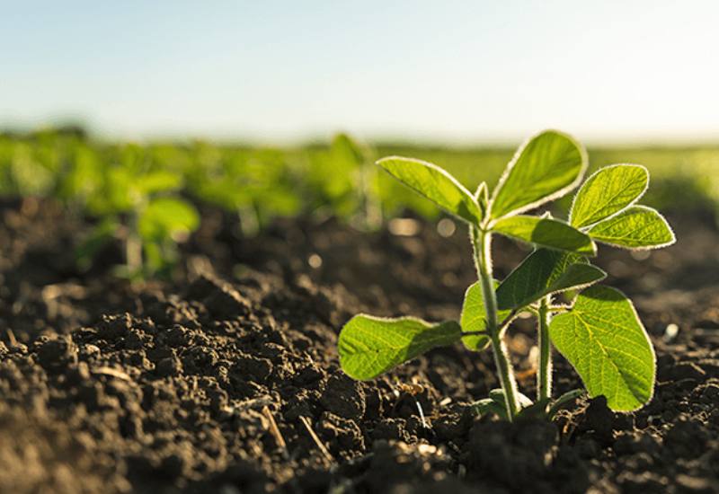 Productividad agrícola: la importancia del nitrógeno