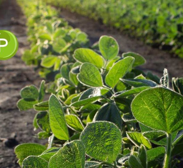 Gestión eficiente del fósforo: pilar para altos rendimientos y una agricultura más sostenible