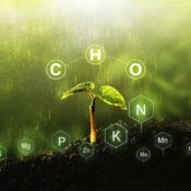 Disponibilidad de nutrientes en el suelo: Guía para maximizar el rendimiento