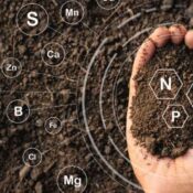 Materia orgánica: El motor de la sostenibilidad y el rendimiento agrícola