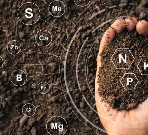 Materia orgánica: El motor de la sostenibilidad y el rendimiento agrícola
