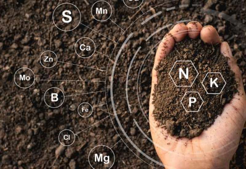 Materia orgánica: El motor de la sostenibilidad y el rendimiento agrícola