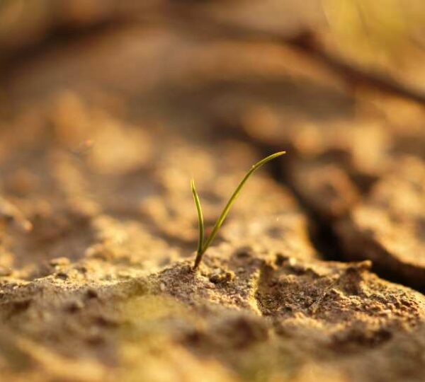 Compactación de suelos: menos rendimiento, más costos… y cómo revertirlo