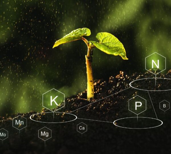 Gestión del nitrógeno: Clave para la productividad y el rendimiento agrícola