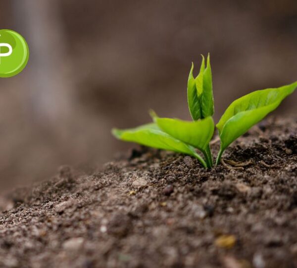 Manejo estratégico del fósforo: productividad y sostenibilidad en equilibrio