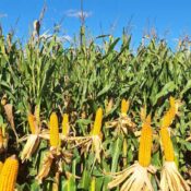 Manejo por ambientes: cuando la agricultura de precisión se convierte en una decisión productiva