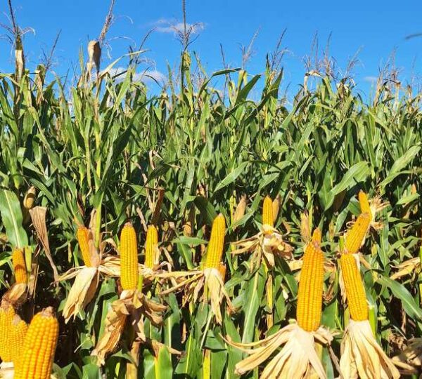 Manejo por ambientes: cuando la agricultura de precisión se convierte en una decisión productiva