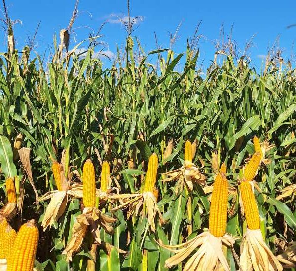 Manejo por ambientes: cuando la agricultura de precisión se convierte en una decisión productiva