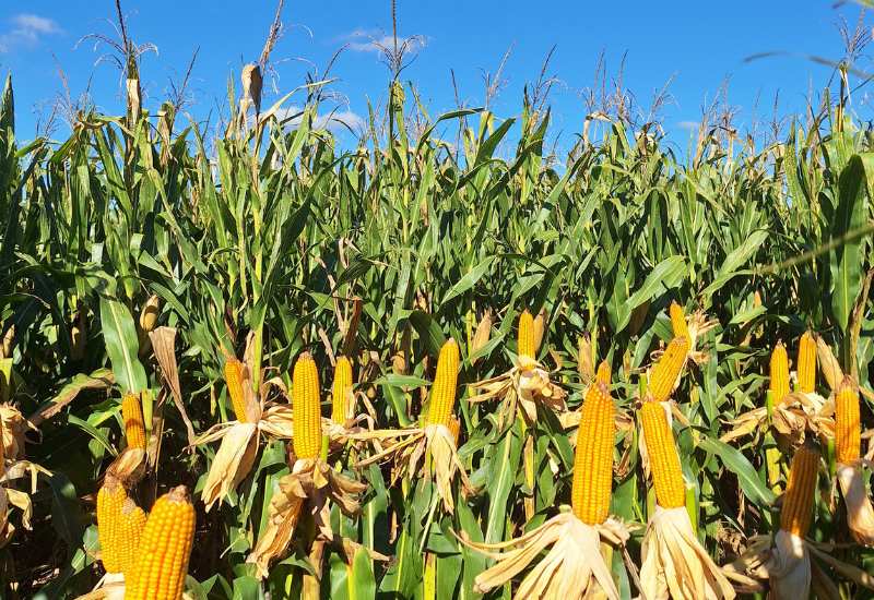 Manejo por ambientes: cuando la agricultura de precisión se convierte en una decisión productiva