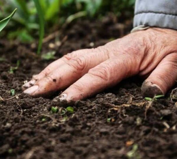 Más materia orgánica, más rendimiento y mayor estabilidad productiva