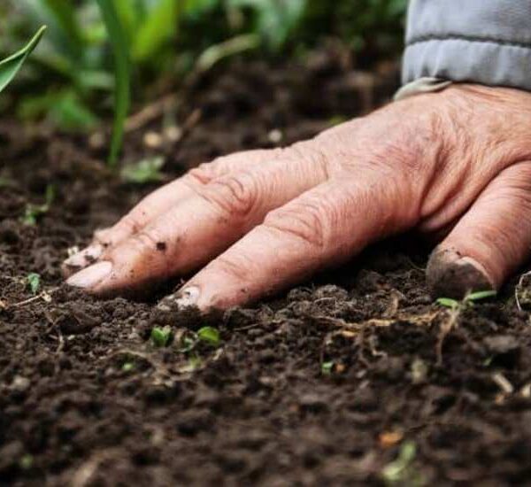 Más materia orgánica, más rendimiento y mayor estabilidad productiva