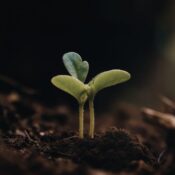 Materia orgánica: el motor de la sostenibilidad y el rendimiento agrícola