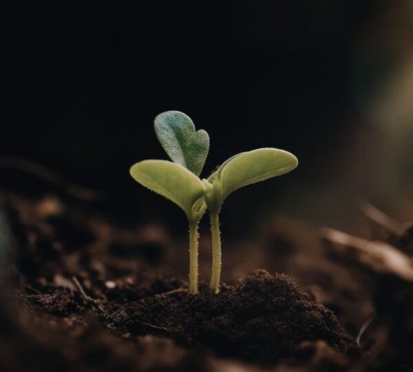 Materia orgánica: el motor de la sostenibilidad y el rendimiento agrícola