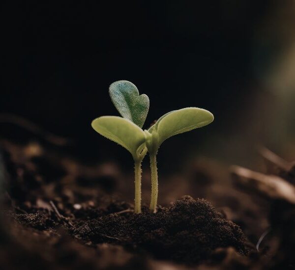 Materia orgánica: el motor de la sostenibilidad y el rendimiento agrícola