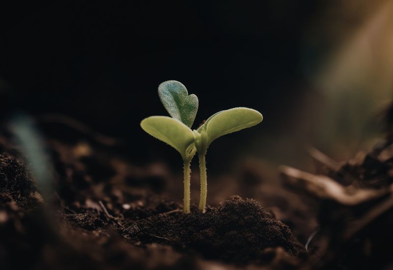 Materia orgánica: el motor de la sostenibilidad y el rendimiento agrícola