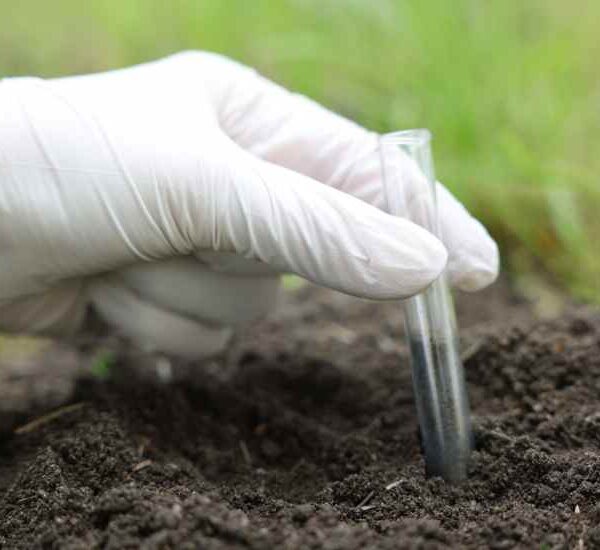 Catering Nutricional: Los microorganismos que alimentan a tu cultivo desde la raíz