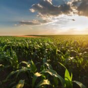 Manejo eficiente del fósforo clave para rendimientos altos y una agricultura sostenible