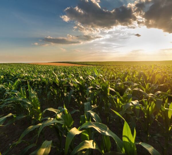 Manejo eficiente del fósforo: clave para rendimientos altos y una agricultura sostenible