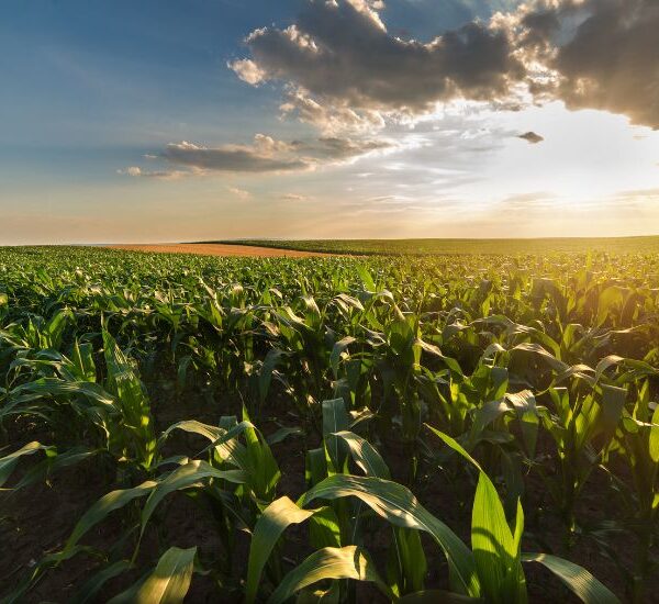 Manejo eficiente del fósforo: clave para rendimientos altos y una agricultura sostenible