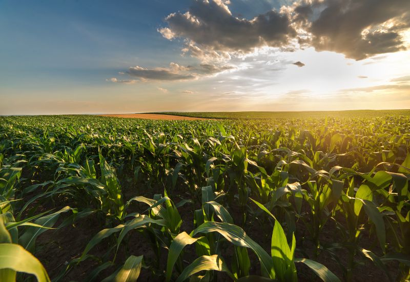 Manejo eficiente del fósforo clave para rendimientos altos y una agricultura sostenible