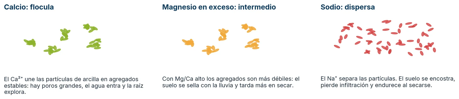 Calcio flocula, magnesio en exceso es intermedio y sodio dispersa las partículas de arcilla.